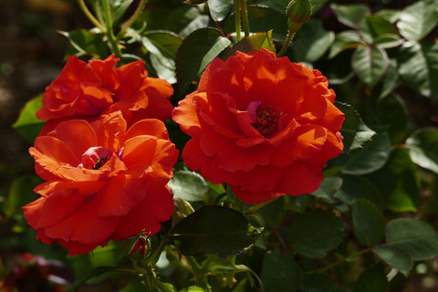 アナシュカs_1220483