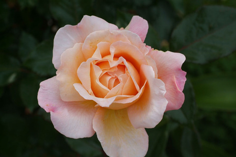 Ｇ．Ｄ．ルイーズsDSCF2597