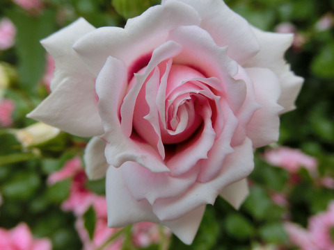 プリンセス　バビロン1756