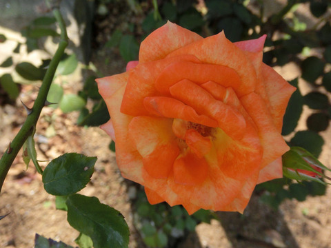 やちよにしき　八千代錦　（やちよにしき）sCIMG6637