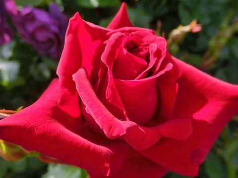 アンクル　ウォルターsCIMG5085