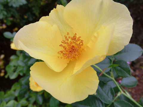 レモン　フィズsCIMG7025