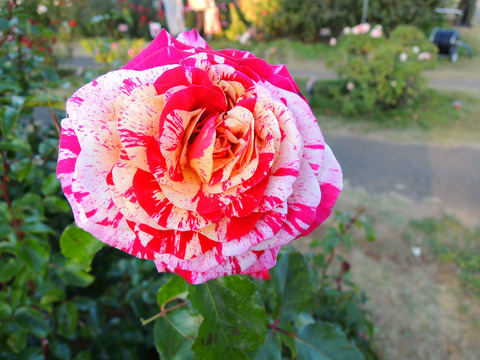 トイ　トイ　トイ！6675