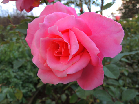 パーシー　スローワー5902