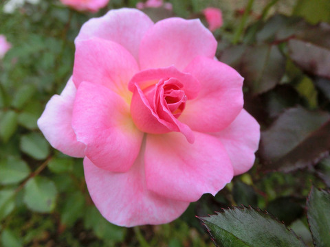 メンデルスゾーンsCIMG4849
