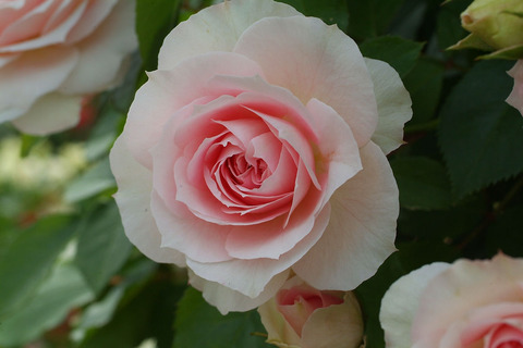 アミ　ロマンティカsDSCF2088