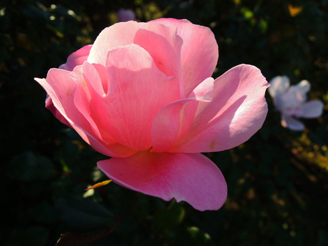 ブラッシング　ノックアウト6454