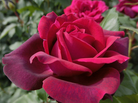 グレーフィン　ディアナsCIMG5195