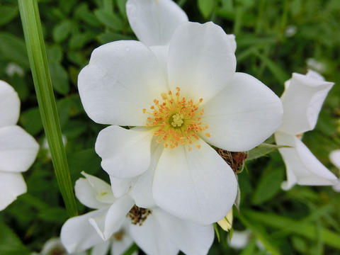 ティア　ドロップsCIMG4731