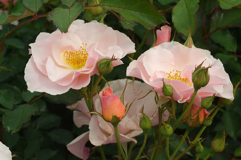 しののめsDSCF2224