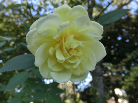 ブライス　スピリットsCIMG8295