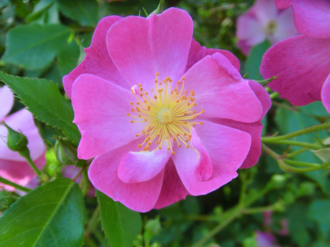 ラベンダー　ドリーム0454