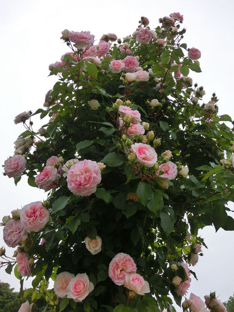 アミ　ロマンティカsCIMG5310