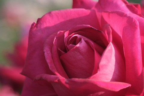 レッド　デブル4991