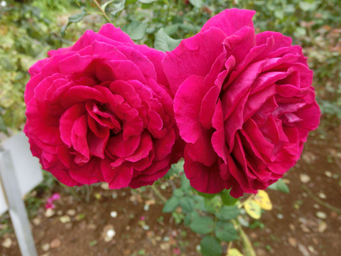 ゴスペルsCIMG7009