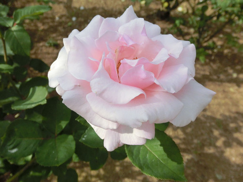 しゅんぽう　春芳　（しゅんぽう）sCIMG6521