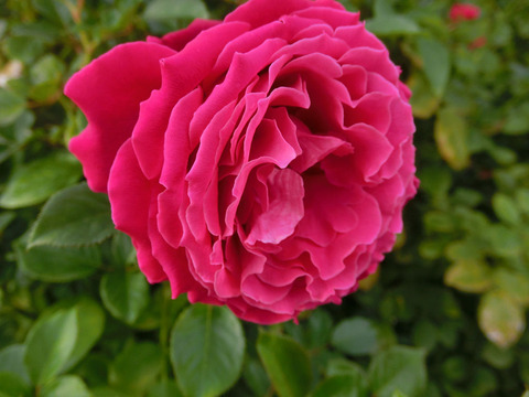 グラマラス　ラッフルsCIMG5991