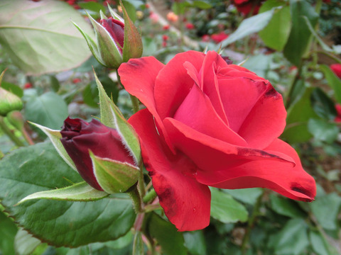 フランベーsCIMG5760