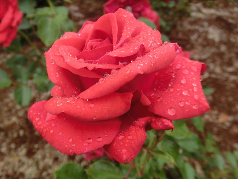 インディペンデンスsCIMG6357