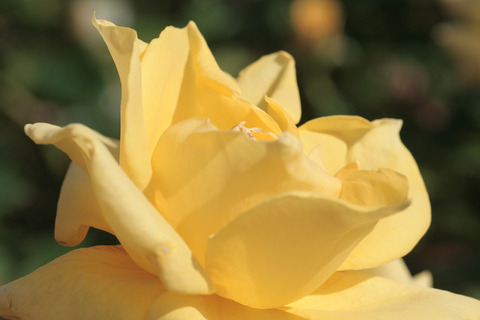 ゴールド　リーフsIMG_4653