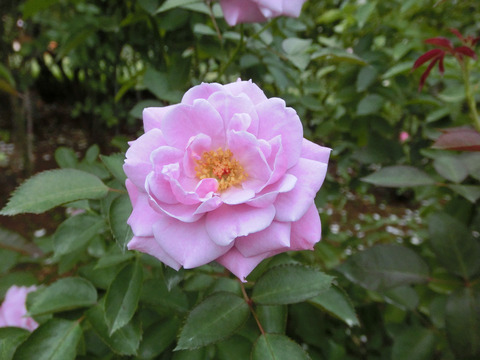 マチネsCIMG7173