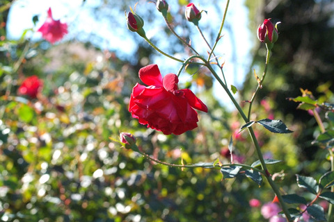 ロサ　キネンシス　センパフローレンスsDSCF9278