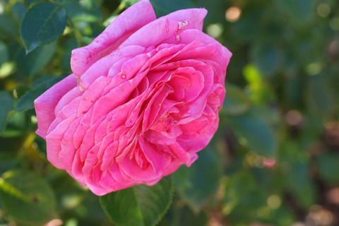 アドーア　ロマンティカsDSCF9933