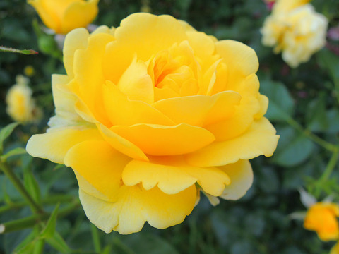 ポラリス　アルファsDSCN7039