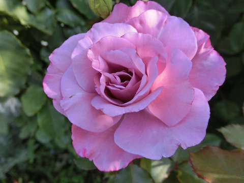 フェルゼン　伯爵7119