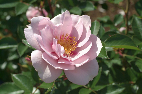 クー　ドゥ　クールsDSCF1489