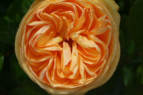 ティップン　トップsDSCF1849