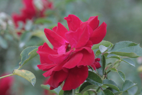 マイナー　フェアーsIMG_7640