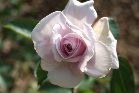 ラガーフェルドsDSCF0746