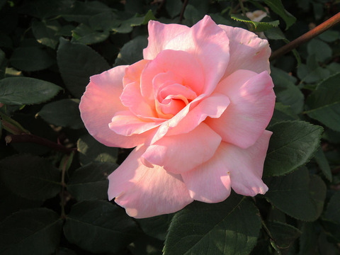 ミッシェル　メイアン2058