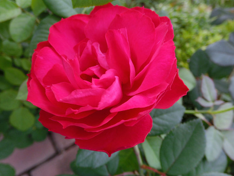 チェリー　ボニカsCIMG6337