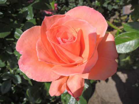 サンセット　ブルーバール3242