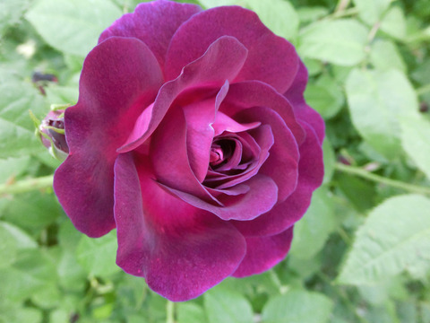 キアンチsCIMG4128