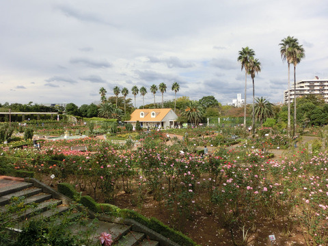 谷津バラ園sCIMG5513