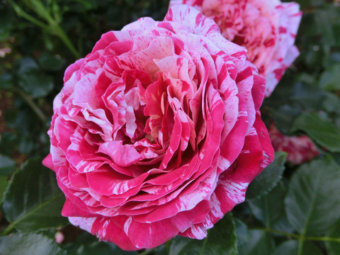 トイ　トイ　トイ！2729