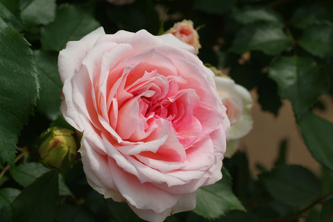 アミ　ロマンティカsDSCF2048