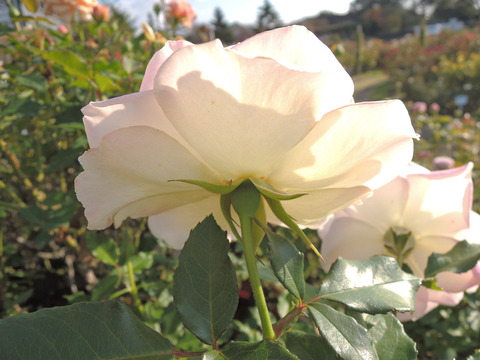 シトロナード6495