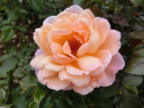 Ｇ．Ｄ．ルイーズsCIMG6995