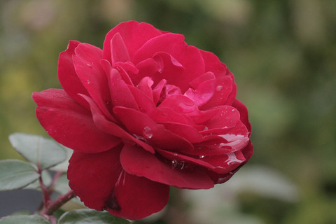 ティアーモsIMG_4255