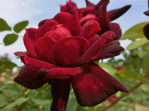 オクラホマsCIMG5158