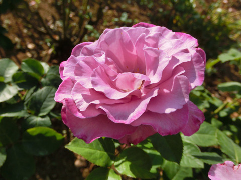 フェルゼン伯爵sCIMG6673