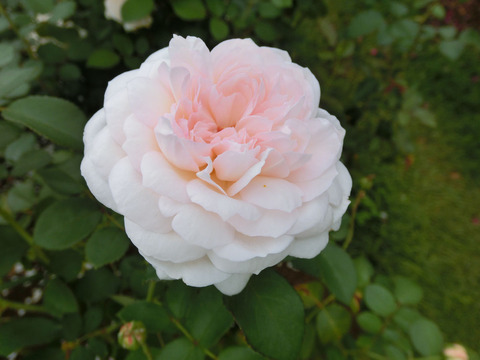 プリンセス　ヴェールsCIMG7082