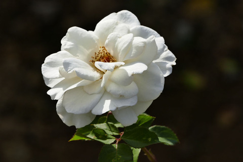 サラトガs_1220304