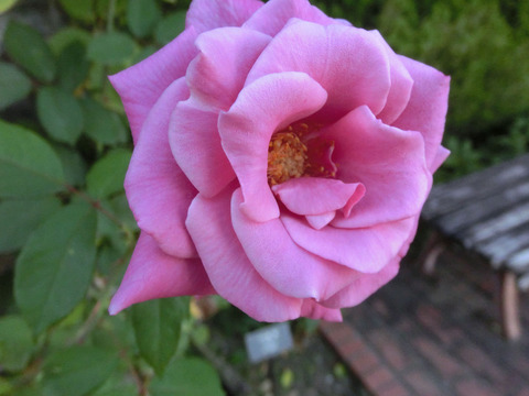 しうん　紫雲　（しうん）sCIMG6755