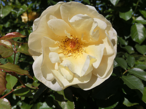 アンドレ　グランディエsCIMG8151