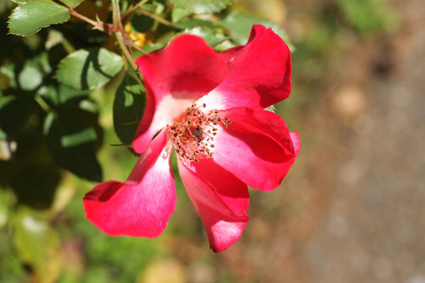 シェリー　メイディランドsDSCF8871